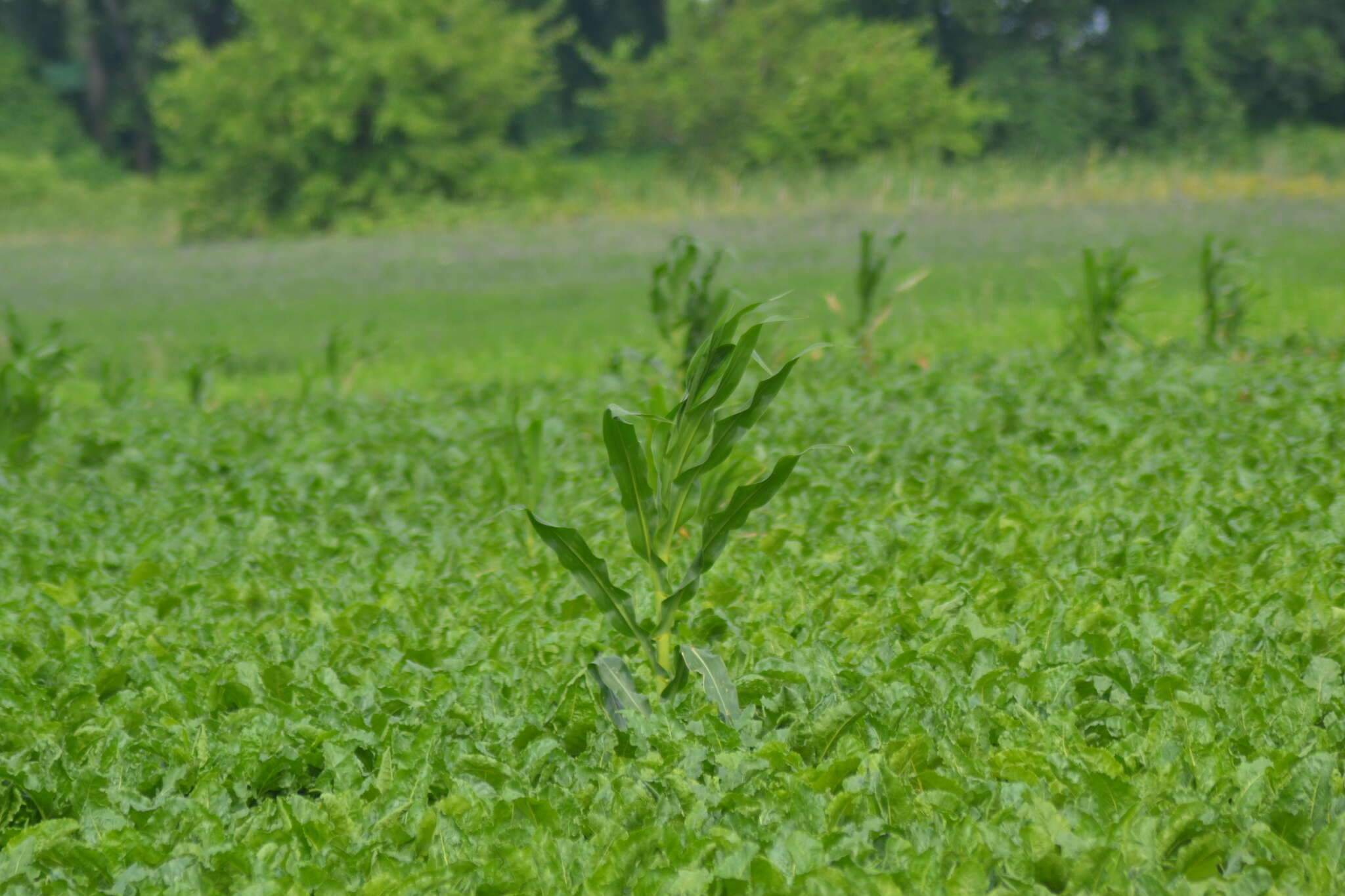 Image of Zea mays subsp. mays