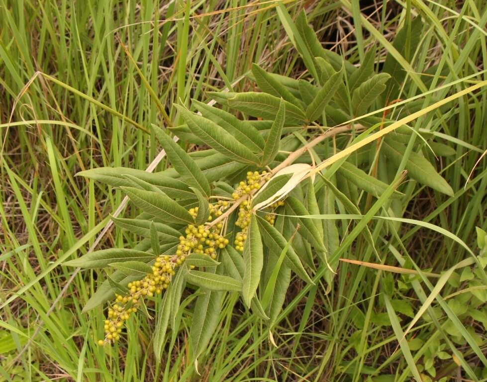 Image of Searsia discolor (E. Mey. ex Sond.) Moffett