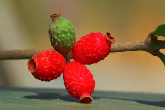 صورة Tapinanthus quequensis (Weim.) R. M. Polhill & D. Wiens