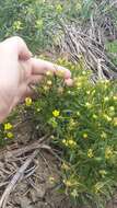 Image of corn buttercup