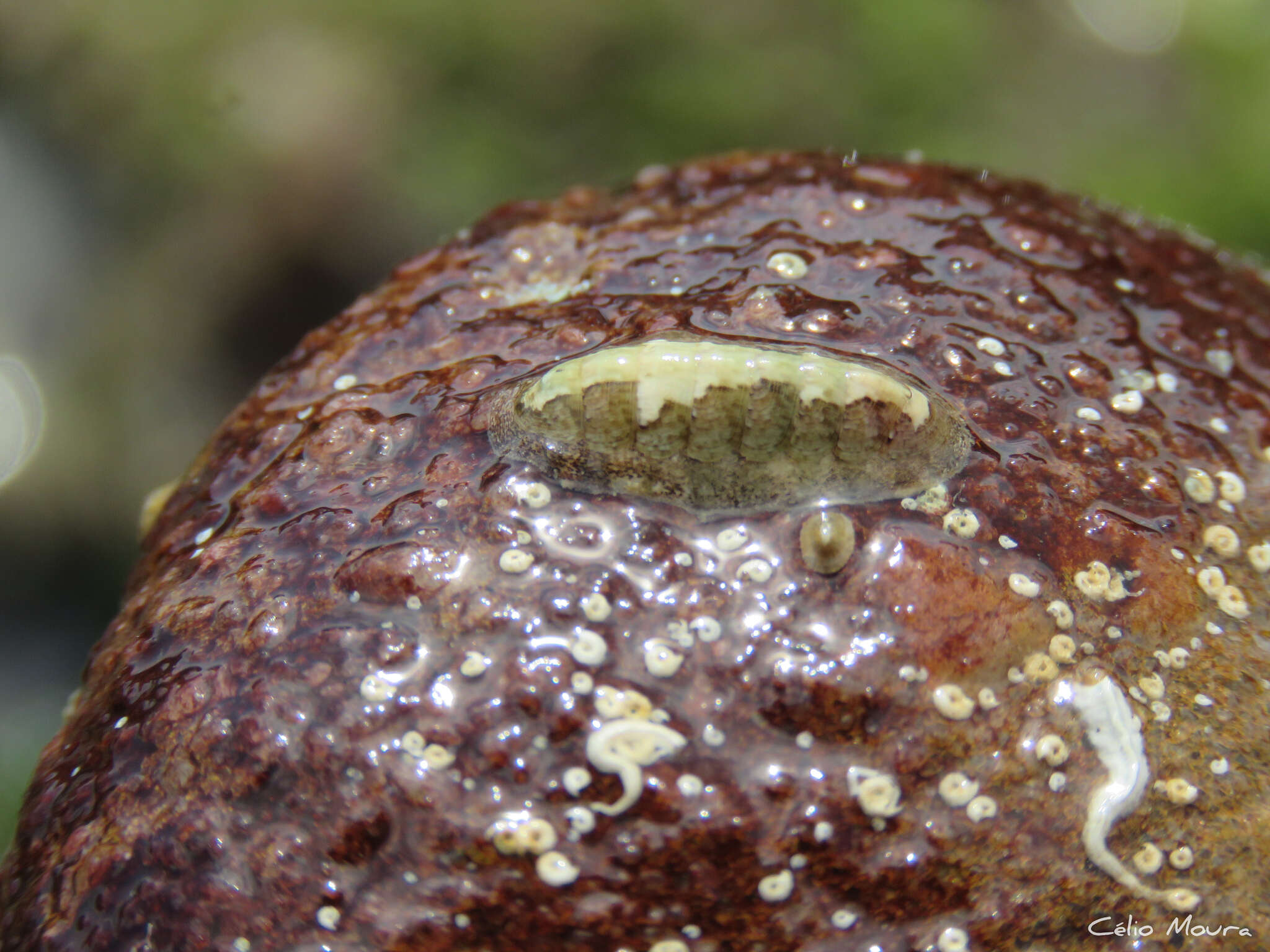 Image of Ischnochiton striolatus (Gray 1828)