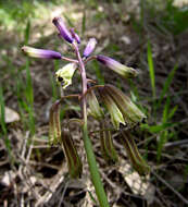 Image of Bellevalia trifoliata (Ten.) Kunth