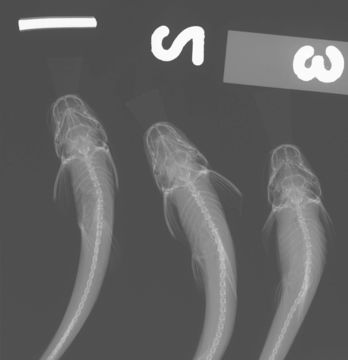 Image of <i>Imparales panamensis</i> Bussing