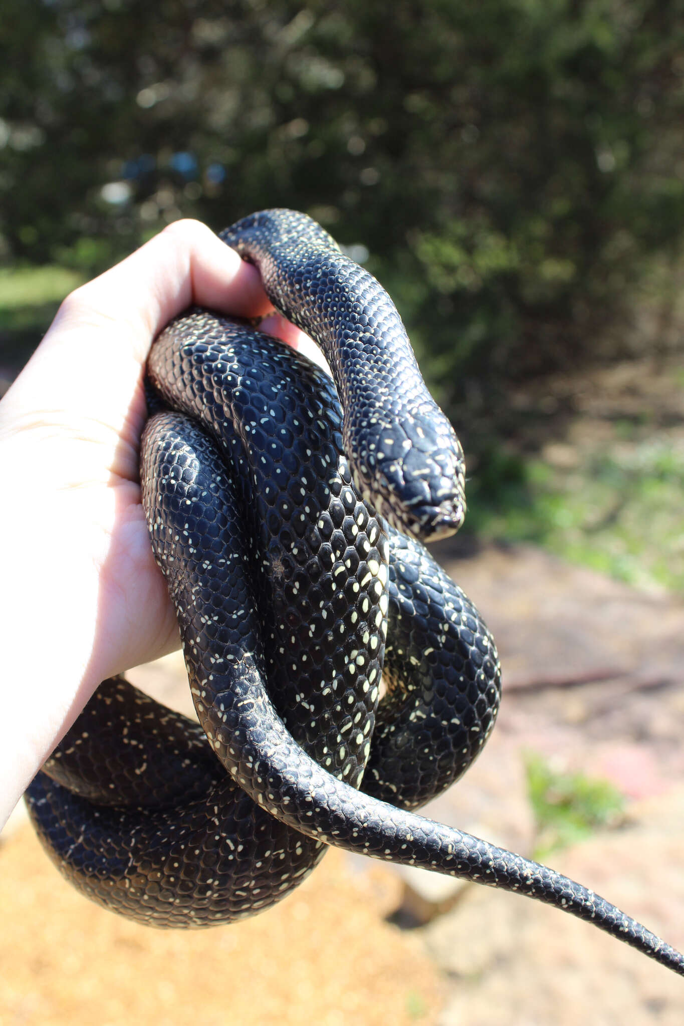 Image of Black Kingsnake