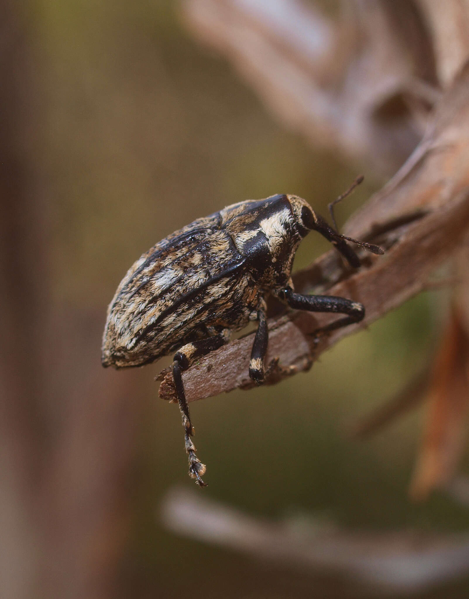 Image of Rhynchodes ursus White 1846