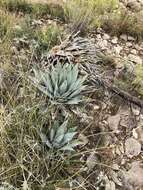 Image de Agave parryi subsp. neomexicana (Wooton & Standl.) B. Ullrich