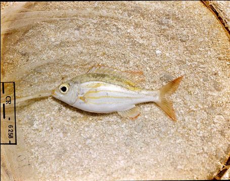 Image of Glowfish