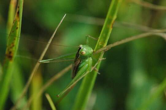 Image of Prairie Meadow Katydid