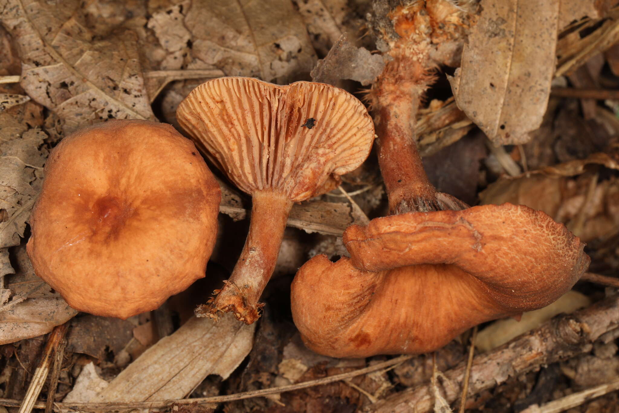 Image of Lactarius subserifluus Longyear 1902