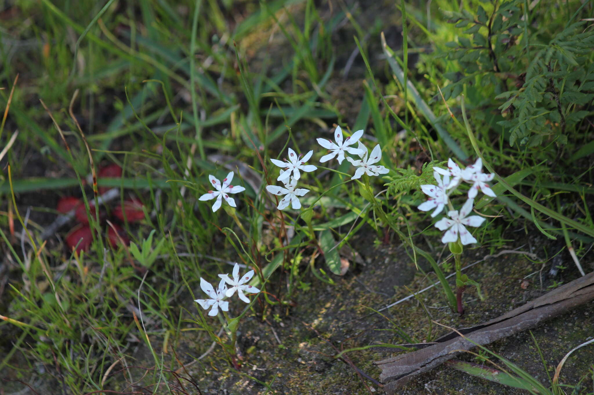 Image of Common Early Nancy