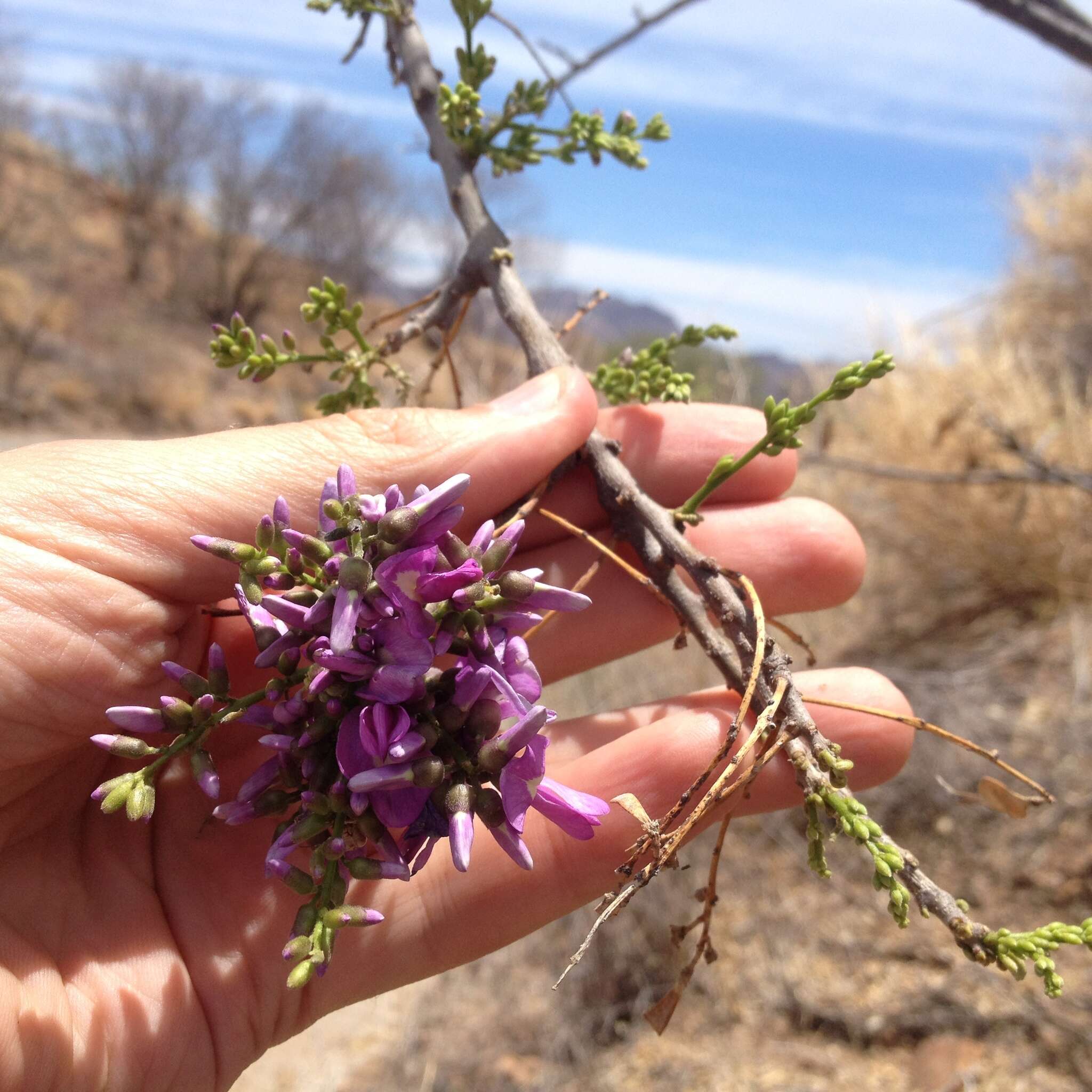 Image of Lonchocarpus hermannii M. Sousa