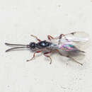 Image of Wasp