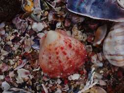 Image of scarlet thorny oyster