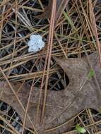 Image of coastal plain dawnflower