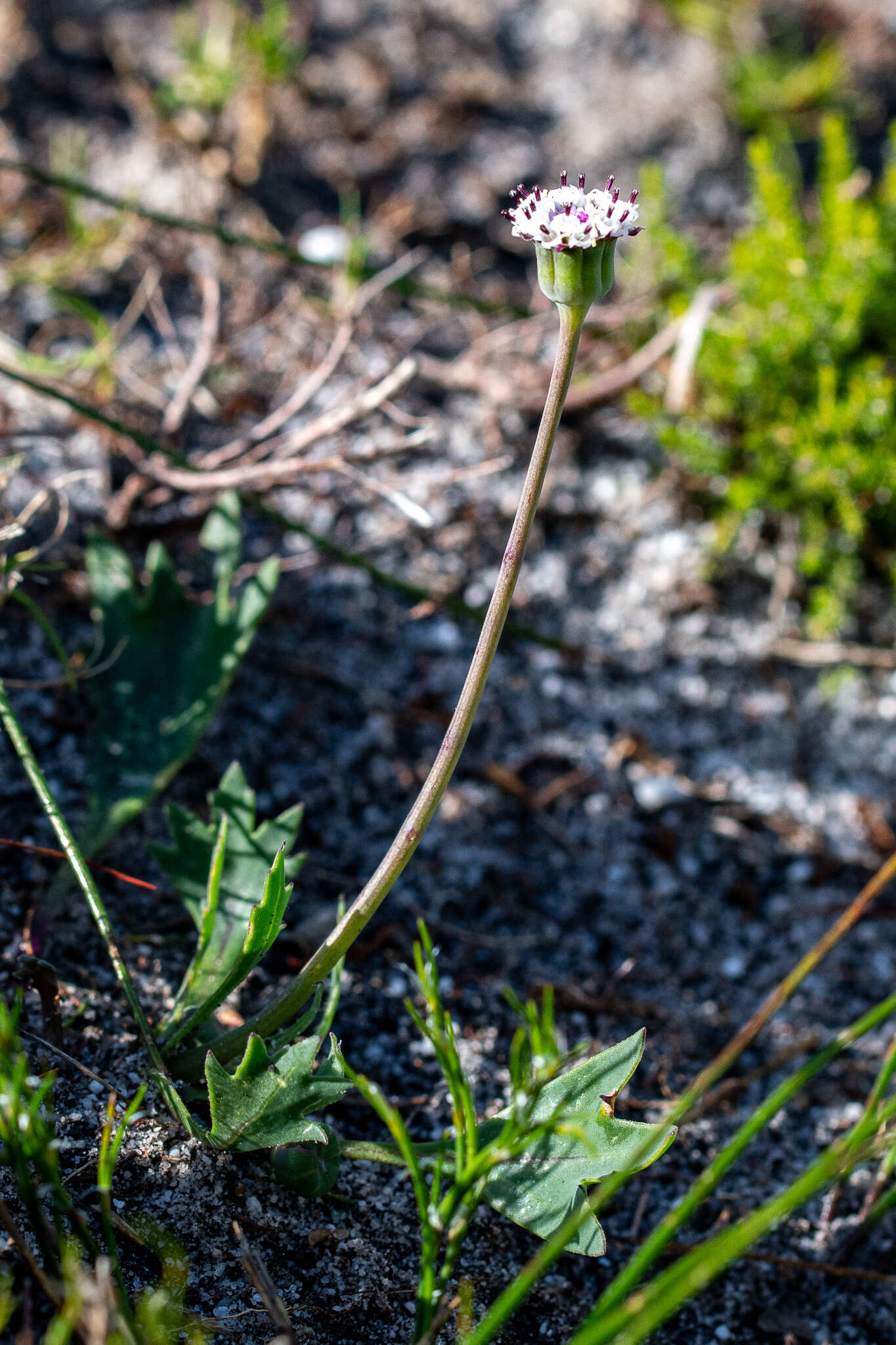 Image of Othonna digitata L. fil.