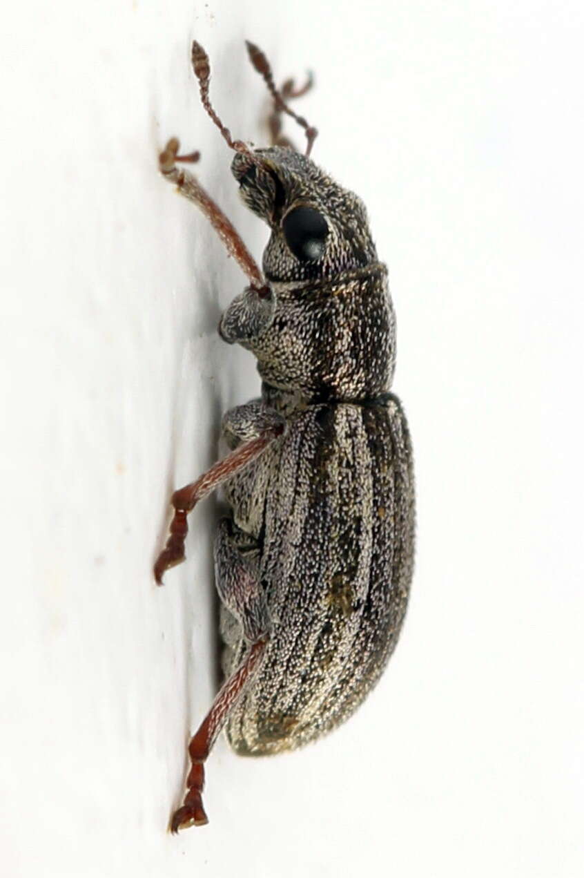 Sitona striatellus Gyllenhal 1834 resmi