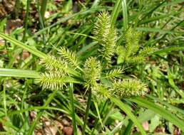 Image of Cyperus cyperoides subsp. cyperoides