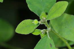 Euphorbia acerensis Boiss. resmi