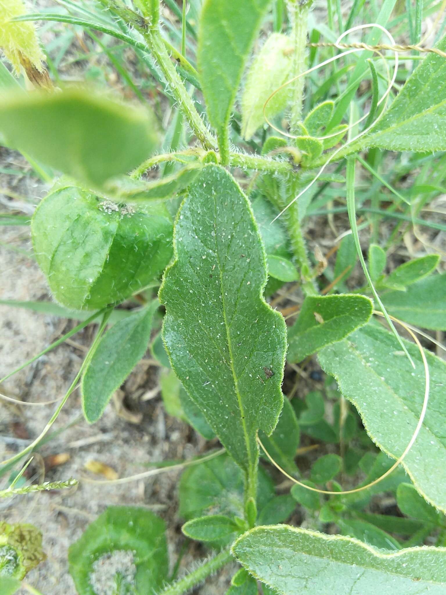 Physalis pumila var. hispida (Waterf.) J. R. Sullivan的圖片