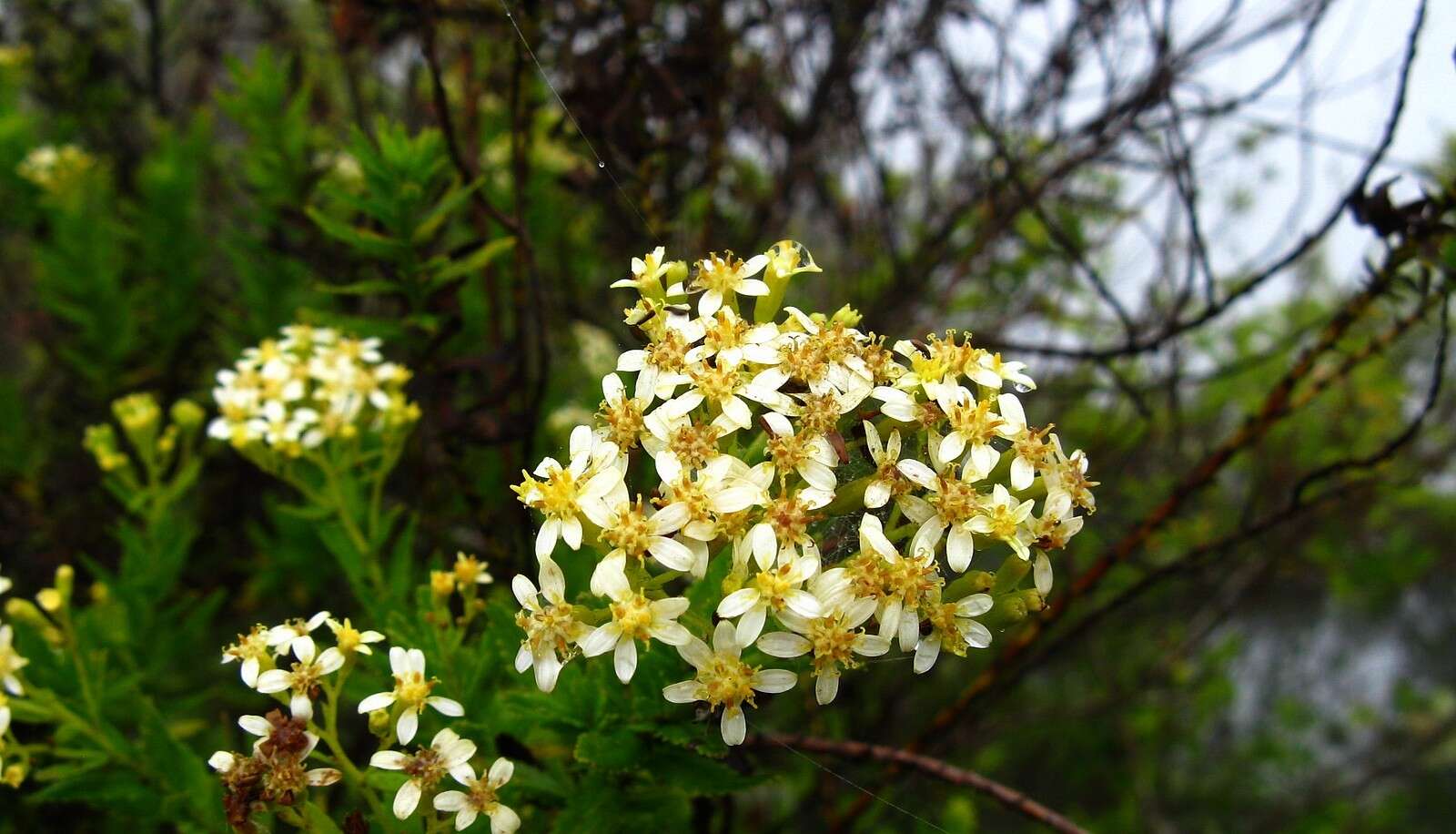 Слика од Hubertia ambavilla Bory