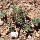 Image of Intermountain Indian breadroot