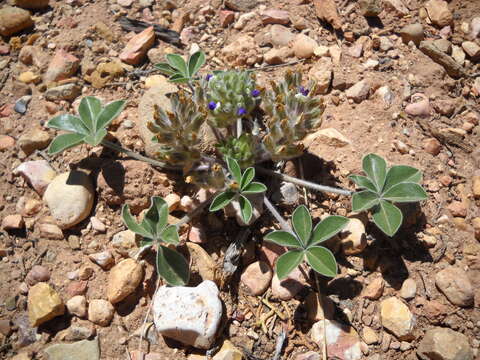 Image of Intermountain Indian breadroot