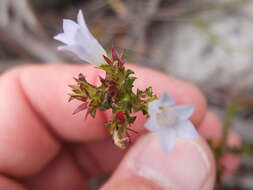 Image of Roella amplexicaulis Dod