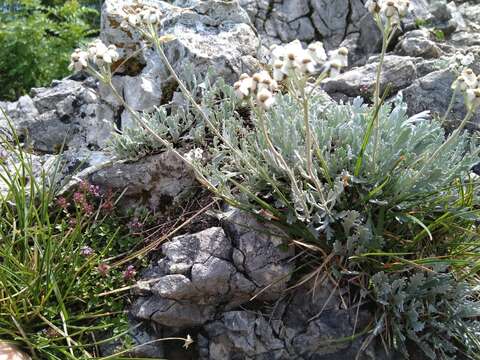 Image of silvery yarrow