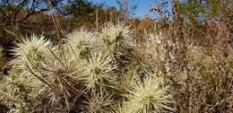 Image of thistle cholla