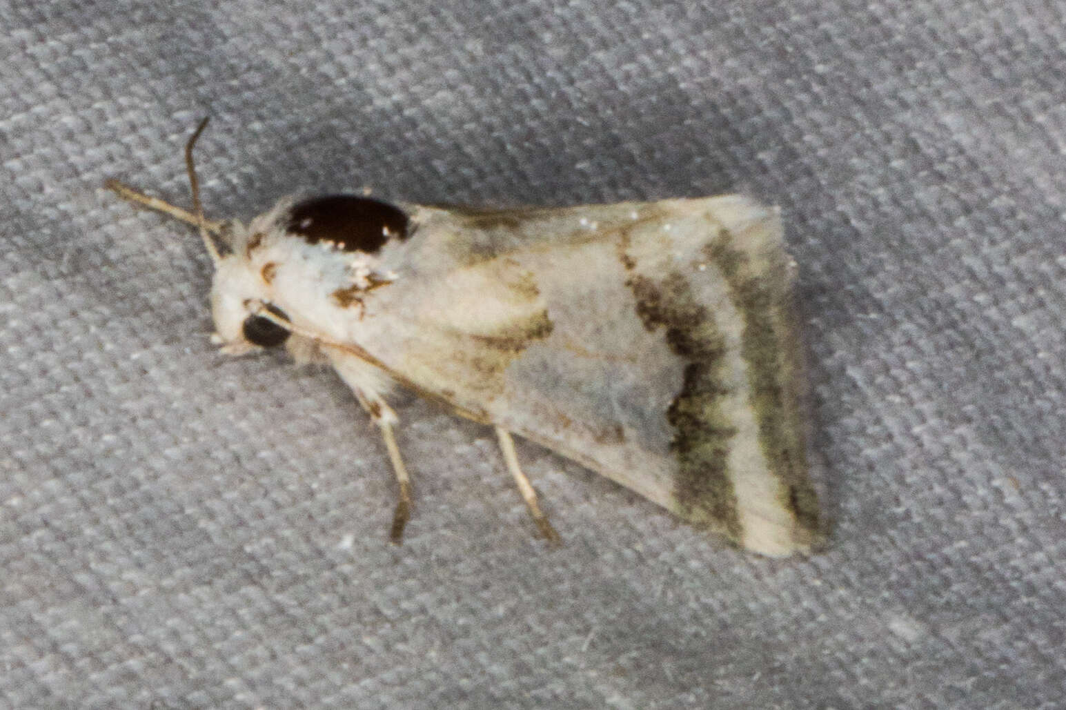 Image of Hulst's Flower Moth