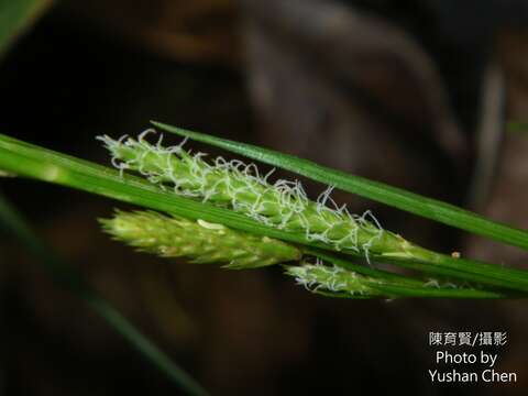 Image of Carex sociata Boott