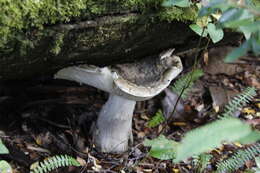 Image de Amanita merxmuelleri Bresinsky & Garrido 1985