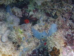 Image of Blue caribbean sponge