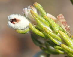 Image of Phylica lanata Pillans