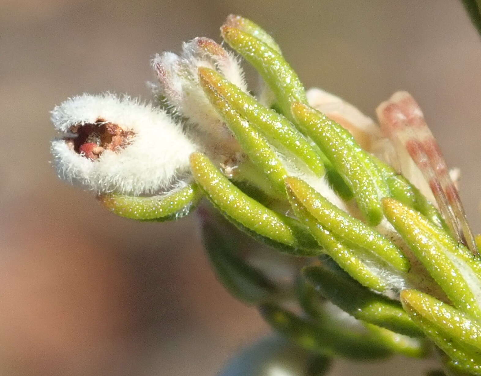 Image of Phylica lanata Pillans