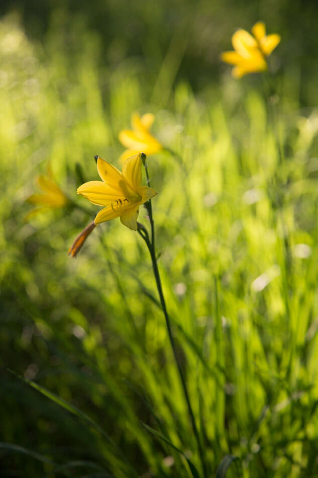 Image of dwarf yellow day lily