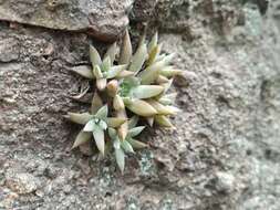 Image of Orostachys fimbriata (Turcz.) Berger