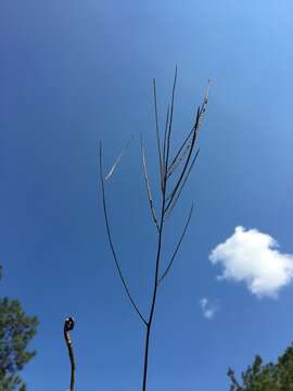 Слика од Streptanthus hyacinthoides Hook.