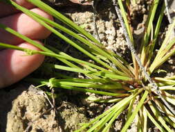 Imagem de Cyperus aquatilis R. Br.