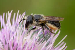 Image of Osmia niveata (Fabricius 1804)