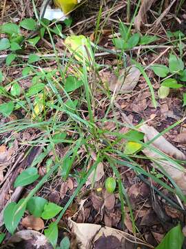 Image de Scleria lithosperma (L.) Sw.