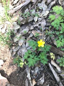 Ranunculus colonorum Endl.的圖片