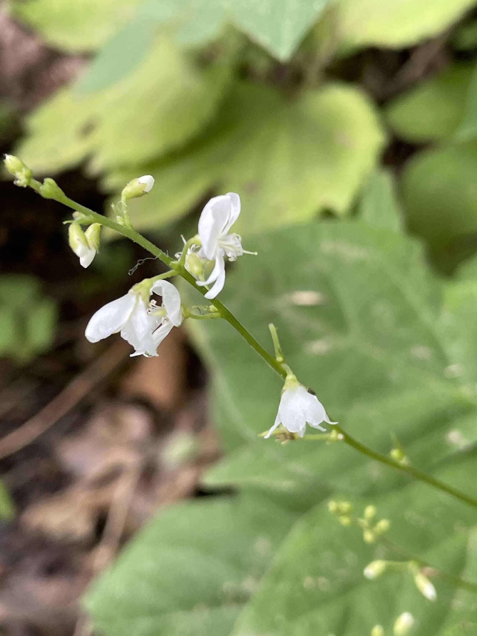 Plancia ëd <i>Hylodesmum pauciflorum</i>