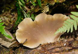 Image of Pleurotus purpureo-olivaceus (G. Stev.) Segedin, P. K. Buchanan & J. P. Wilkie 1995