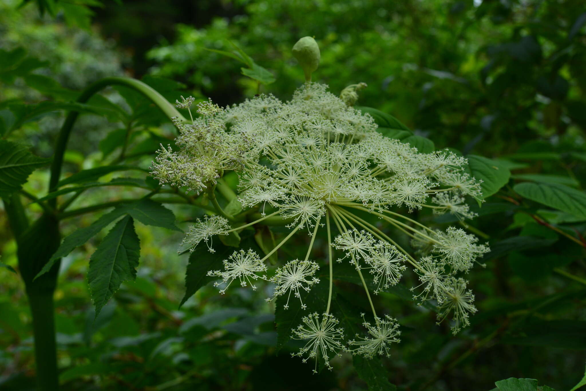 Image of Angelica pubescens Maxim.