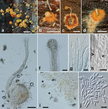 Image of Pycnopulvinus aurantiacus Toome & Aime 2014