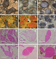 Image of <i>Tremella rhizocarpicola</i> Diederich, Millanes & Wedin