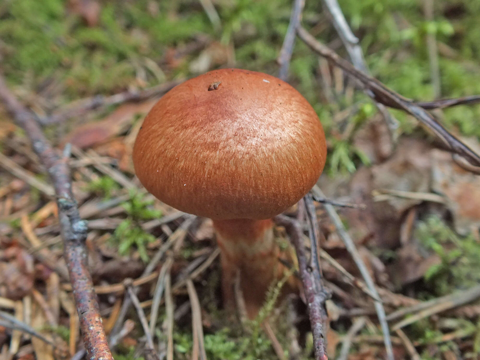 Image of Cortinarius armillatus (Fr.) Fr. 1838