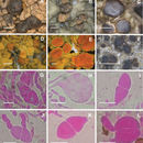 Tremella protoparmeliae Diederich & Coppins 1996 resmi