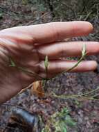 Image of blackfruit dogwood